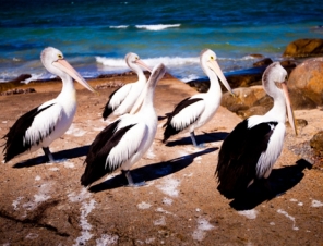 Port Lincoln South Australia Cruise Ship port of call with wildlife